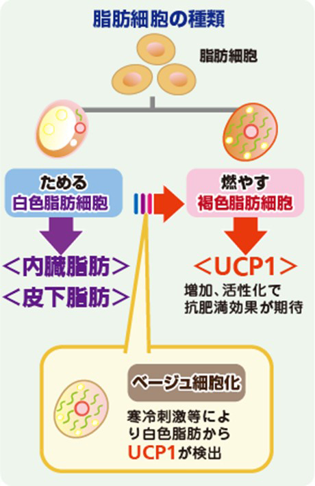 脂肪細胞の種類