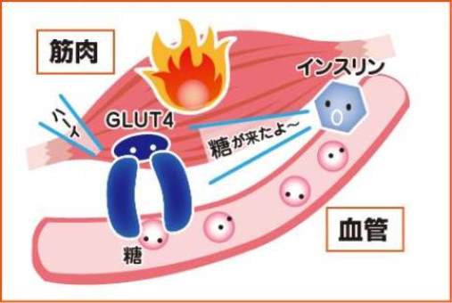 血糖値が下がる仕組み