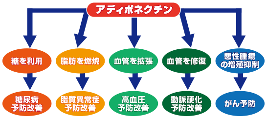 アディポネクチン